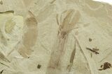 Fossil Leaf and Horsetail Plate - Green River Formation, Utah #368735-3